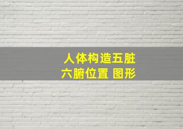 人体构造五脏六腑位置 图形